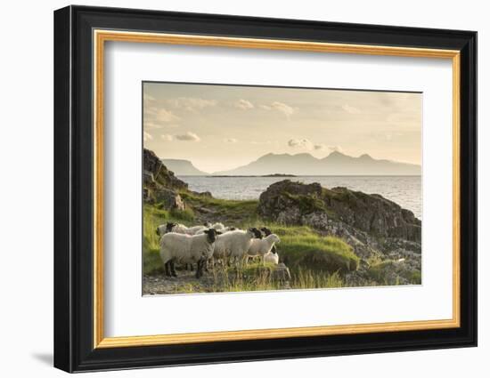 Sheep on the Beach at Camusdarach, Arisaig, Highlands, Scotland, United Kingdom, Europe-John Potter-Framed Premium Photographic Print