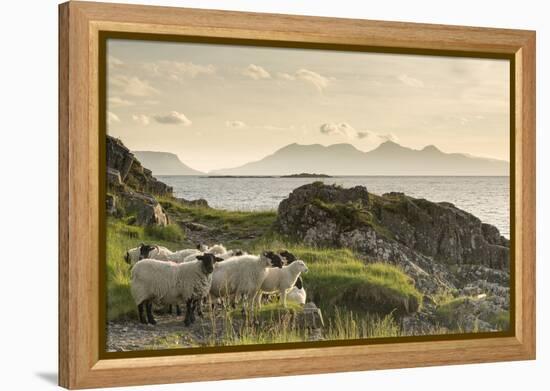 Sheep on the Beach at Camusdarach, Arisaig, Highlands, Scotland, United Kingdom, Europe-John Potter-Framed Premier Image Canvas