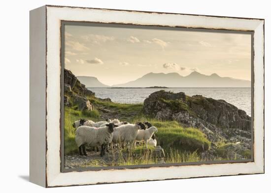 Sheep on the Beach at Camusdarach, Arisaig, Highlands, Scotland, United Kingdom, Europe-John Potter-Framed Premier Image Canvas