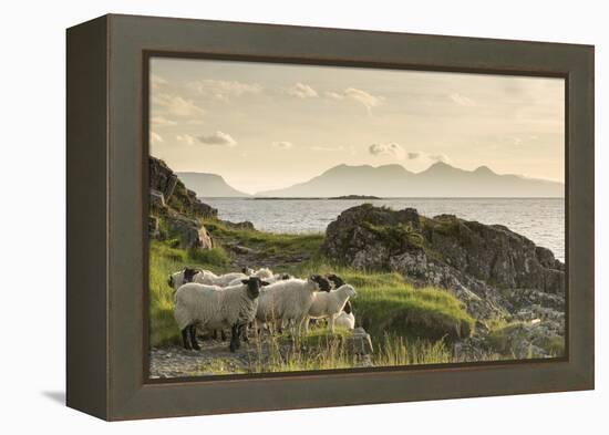 Sheep on the Beach at Camusdarach, Arisaig, Highlands, Scotland, United Kingdom, Europe-John Potter-Framed Premier Image Canvas