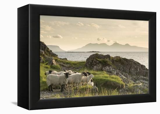 Sheep on the Beach at Camusdarach, Arisaig, Highlands, Scotland, United Kingdom, Europe-John Potter-Framed Premier Image Canvas