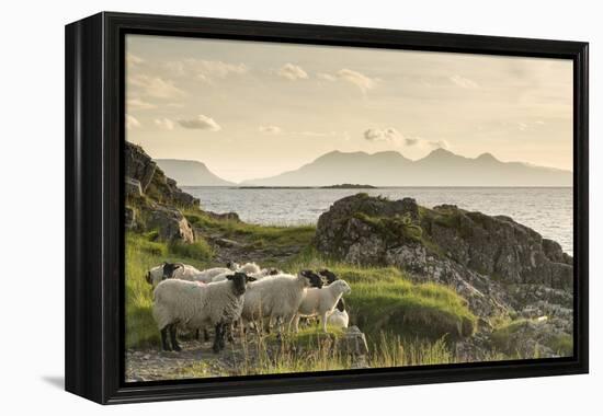 Sheep on the Beach at Camusdarach, Arisaig, Highlands, Scotland, United Kingdom, Europe-John Potter-Framed Premier Image Canvas