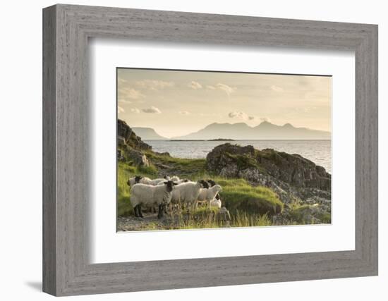 Sheep on the Beach at Camusdarach, Arisaig, Highlands, Scotland, United Kingdom, Europe-John Potter-Framed Photographic Print