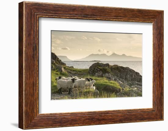 Sheep on the Beach at Camusdarach, Arisaig, Highlands, Scotland, United Kingdom, Europe-John Potter-Framed Photographic Print