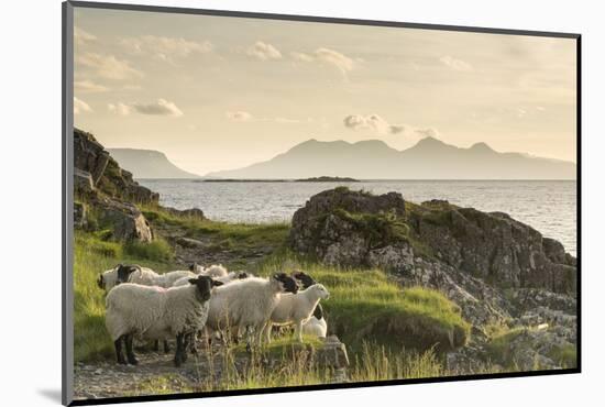 Sheep on the Beach at Camusdarach, Arisaig, Highlands, Scotland, United Kingdom, Europe-John Potter-Mounted Photographic Print