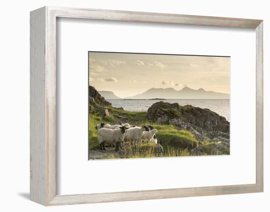 Sheep on the Beach at Camusdarach, Arisaig, Highlands, Scotland, United Kingdom, Europe-John Potter-Framed Photographic Print