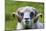 Sheep on the Faroe Islands, Denmark-Martin Zwick-Mounted Photographic Print
