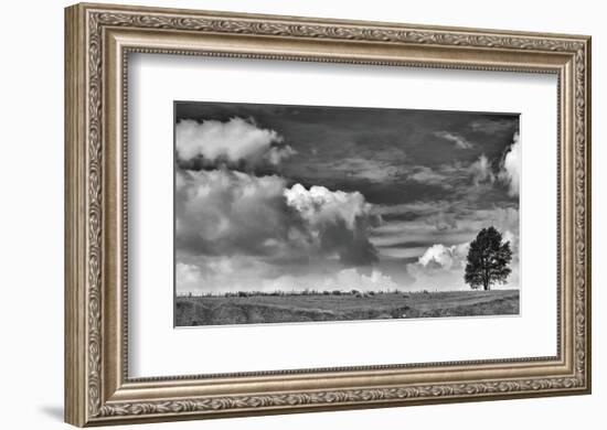 Sheep on the Horizon-Trent Foltz-Framed Art Print