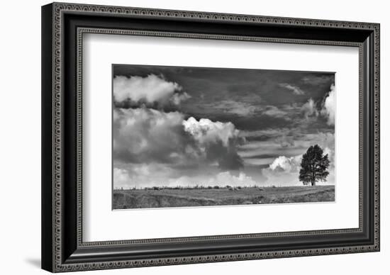 Sheep on the Horizon-Trent Foltz-Framed Art Print