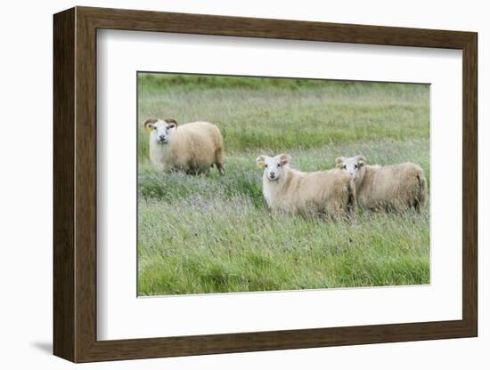 Sheep on the meadow, Iceland-Keren Su-Framed Photographic Print