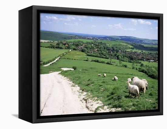 Sheep on the South Downs Near Lewes, East Sussex, England, United Kingdom-Jenny Pate-Framed Premier Image Canvas