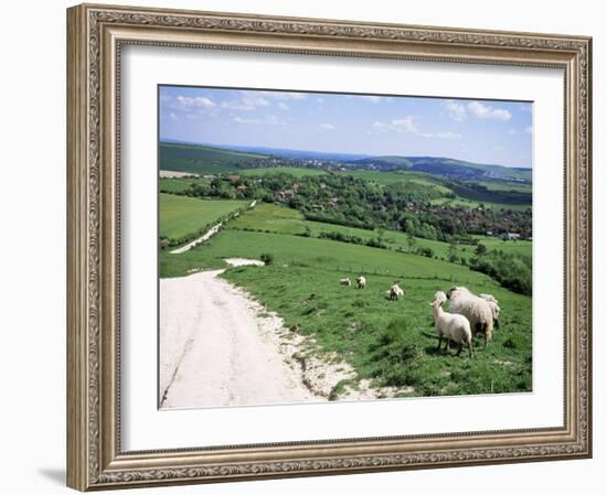 Sheep on the South Downs Near Lewes, East Sussex, England, United Kingdom-Jenny Pate-Framed Photographic Print