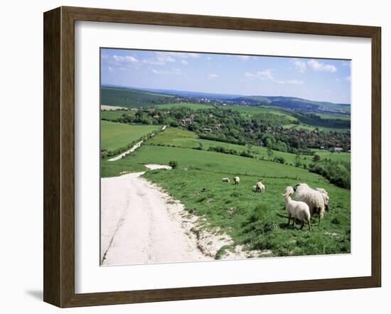 Sheep on the South Downs Near Lewes, East Sussex, England, United Kingdom-Jenny Pate-Framed Photographic Print