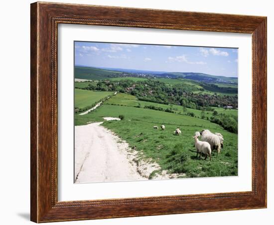 Sheep on the South Downs Near Lewes, East Sussex, England, United Kingdom-Jenny Pate-Framed Photographic Print