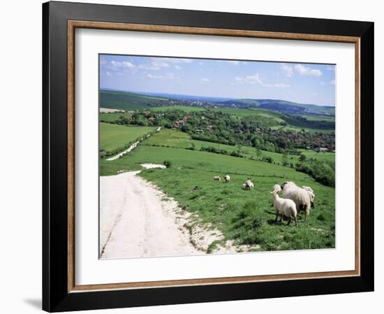 Sheep on the South Downs Near Lewes, East Sussex, England, United Kingdom-Jenny Pate-Framed Photographic Print