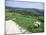 Sheep on the South Downs Near Lewes, East Sussex, England, United Kingdom-Jenny Pate-Mounted Photographic Print