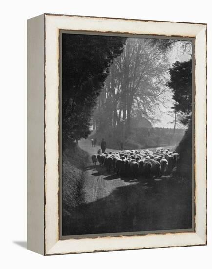 Sheep on the Way to the Wilton Sheep Fair, Wilton, Wiltshire, 1924-1926-Charles E Brown-Framed Premier Image Canvas