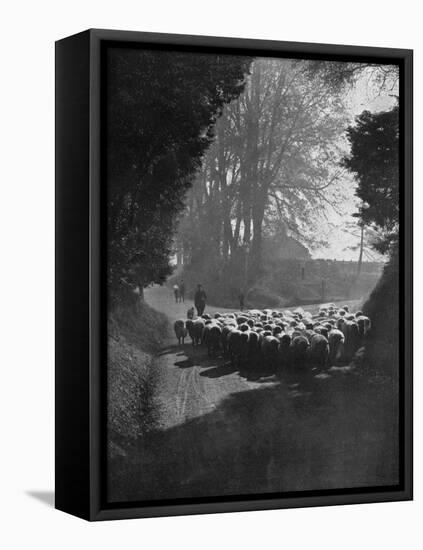 Sheep on the Way to the Wilton Sheep Fair, Wilton, Wiltshire, 1924-1926-Charles E Brown-Framed Premier Image Canvas