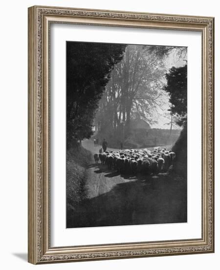 Sheep on the Way to the Wilton Sheep Fair, Wilton, Wiltshire, 1924-1926-Charles E Brown-Framed Giclee Print