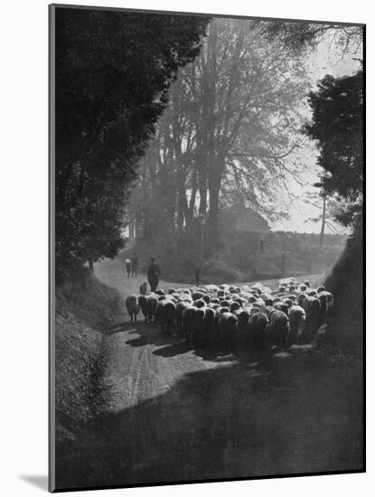 Sheep on the Way to the Wilton Sheep Fair, Wilton, Wiltshire, 1924-1926-Charles E Brown-Mounted Giclee Print