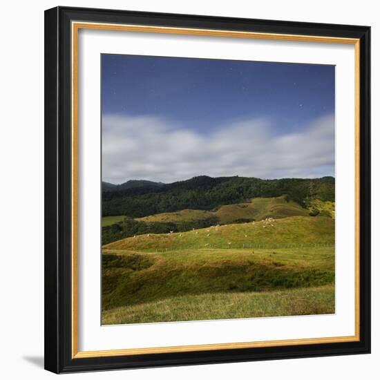 Sheep Pasture in the Moonlight, Wharariki, Tasman, South Island, New Zealand-Rainer Mirau-Framed Photographic Print