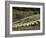 Sheep Penned for Shearing, Tautane Station, North Island, New Zealand-Adrian Neville-Framed Photographic Print