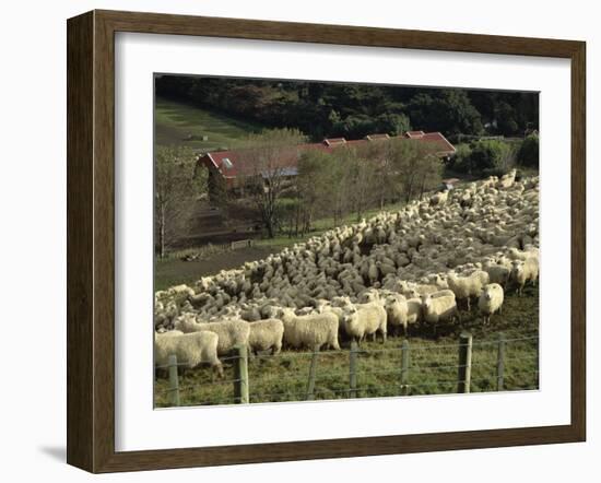 Sheep Penned for Shearing, Tautane Station, North Island, New Zealand-Adrian Neville-Framed Photographic Print