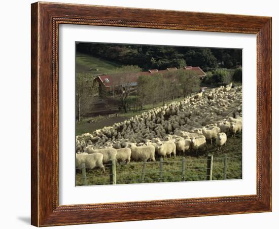 Sheep Penned for Shearing, Tautane Station, North Island, New Zealand-Adrian Neville-Framed Photographic Print