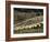 Sheep Penned for Shearing, Tautane Station, North Island, New Zealand-Adrian Neville-Framed Photographic Print