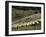 Sheep Penned for Shearing, Tautane Station, North Island, New Zealand-Adrian Neville-Framed Photographic Print