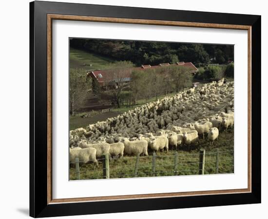 Sheep Penned for Shearing, Tautane Station, North Island, New Zealand-Adrian Neville-Framed Photographic Print