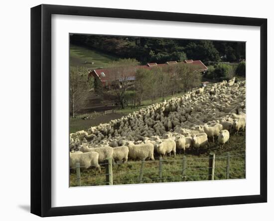 Sheep Penned for Shearing, Tautane Station, North Island, New Zealand-Adrian Neville-Framed Photographic Print