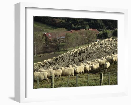 Sheep Penned for Shearing, Tautane Station, North Island, New Zealand-Adrian Neville-Framed Photographic Print