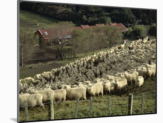 Sheep Penned for Shearing, Tautane Station, North Island, New Zealand-Adrian Neville-Mounted Photographic Print