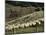 Sheep Penned for Shearing, Tautane Station, North Island, New Zealand-Adrian Neville-Mounted Photographic Print