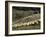 Sheep Penned for Shearing, Tautane Station, North Island, New Zealand-Adrian Neville-Framed Photographic Print