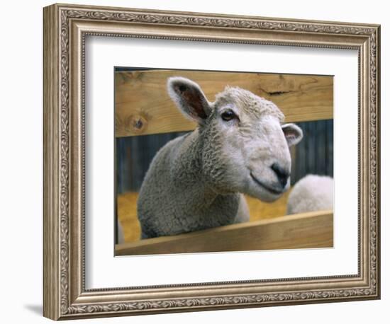 Sheep Poking Head Through Fence-Chase Swift-Framed Photographic Print