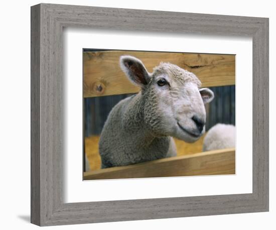 Sheep Poking Head Through Fence-Chase Swift-Framed Photographic Print