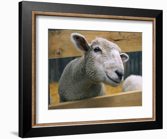 Sheep Poking Head Through Fence-Chase Swift-Framed Photographic Print