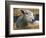 Sheep Poking Head Through Fence-Chase Swift-Framed Photographic Print