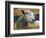 Sheep Poking Head Through Fence-Chase Swift-Framed Photographic Print