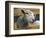 Sheep Poking Head Through Fence-Chase Swift-Framed Photographic Print