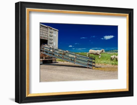 Sheep ranchers unload sheep on Hastings Mesa near Ridgway, Colorado from truck-null-Framed Photographic Print