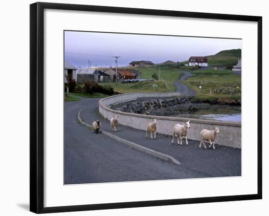 Sheep Rearing Is One of the Main Economic Activities in Shetland, Shetland Islands, Scotland, UK-Patrick Dieudonne-Framed Photographic Print