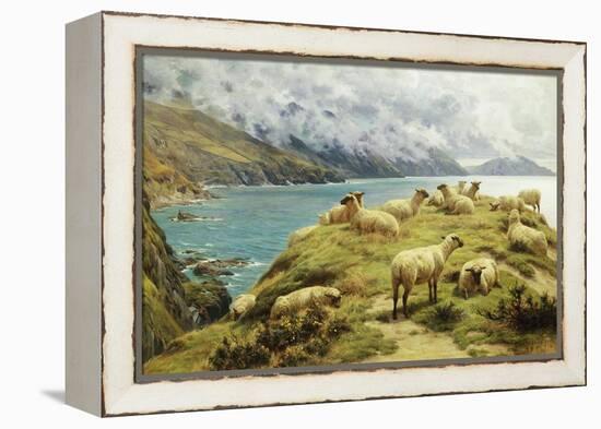Sheep Reposing, Dalby Bay, Isle of Man-Basil Bradley-Framed Premier Image Canvas