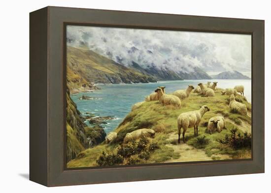 Sheep Reposing, Dalby Bay, Isle of Man-Basil Bradley-Framed Premier Image Canvas