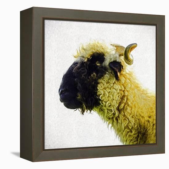 Sheep's Head-Mark Gemmell-Framed Premier Image Canvas