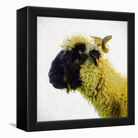 Sheep's Head-Mark Gemmell-Framed Premier Image Canvas