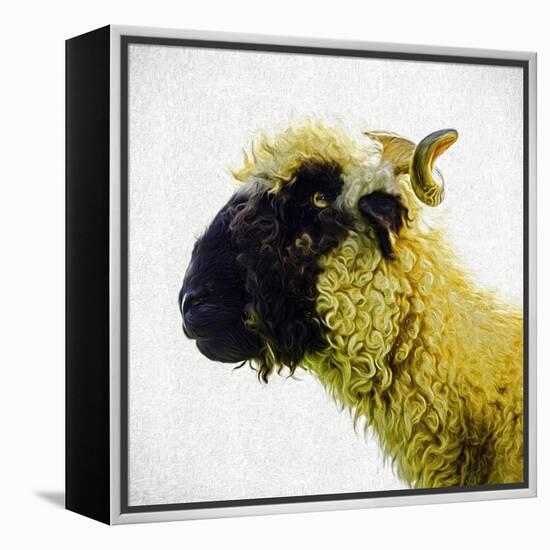 Sheep's Head-Mark Gemmell-Framed Premier Image Canvas