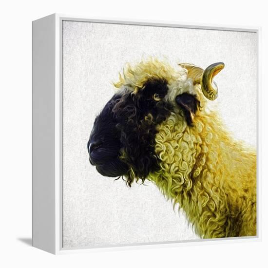 Sheep's Head-Mark Gemmell-Framed Premier Image Canvas